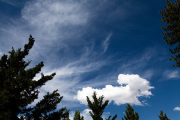 Obraz premium Blue Sky With White Clouds And Green Tree Branches