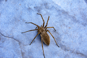 big scary spider sits on ceramic tile