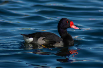 Mar del Plata - Buenos Aires - Argentina 
