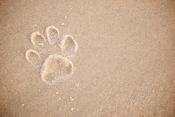Single dog pawprint on the beach in textured brown sand
