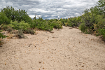 USA, Arizona, Mohave County. A wide sandy arroyo dry wash ready to carry water during the next flash flood in the Sonoran Desert lined by riparian trees