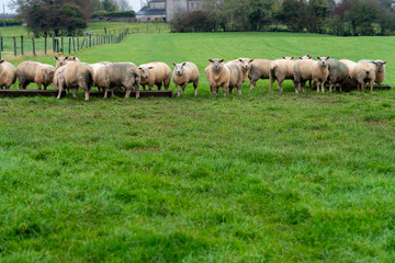 flock of sheep