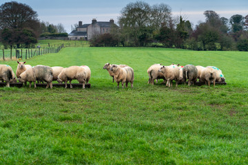 Fototapeta premium flock of sheep