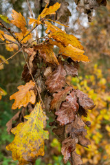 autumn leaves on a tree