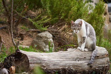  Cat in freedom rests in a garden on a log.