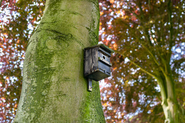 Wooden bird feeder nailed to the tree with green bark, blurred leaves in the background.