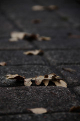 yellow oak leafs on the road close up