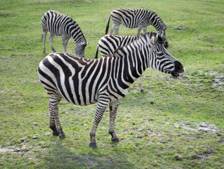 Fototapeta na wymiar Zebras grazing on green grass in the meadow