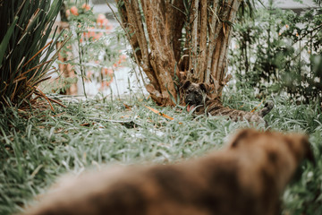 baby dog on the grass