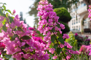 bougainvillea flowers. gentle natural background