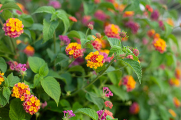 a group of small fragile flowers Lantana camara