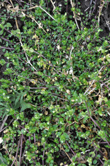 A sprocket (Stellaria media) grows in the soil