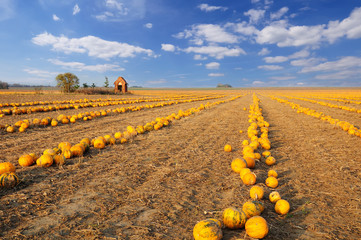 Pumpkin patch. Field full of pumpkins ready to harvest under the picturesque cloudy sky.