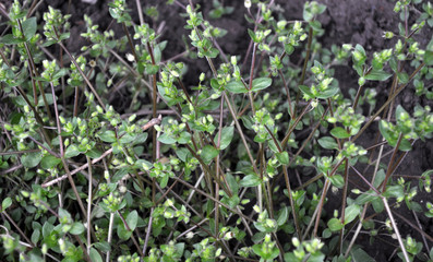 A sprocket (Stellaria media) grows in the soil