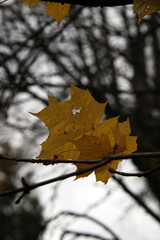 yellow maple leafs on branch close up