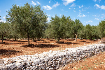 Fototapeta na wymiar olive groves cultivated in Apulia, Italy, organic and natural farming.
