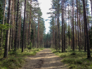 Fototapeta na wymiar Summer forest pathway shot at summer day in Russia