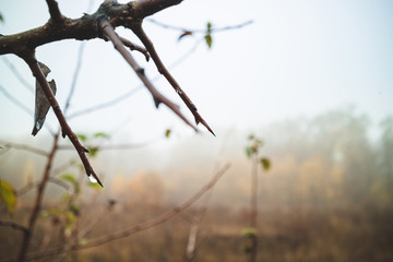 Tree branch with rain drops. Autumnal trees and fog in the woods. Autumn, weather, season concept