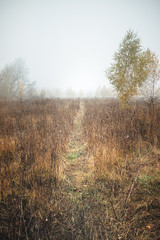 Fototapeta premium Autumn misty landscape with trail in field. Autumn field with fog. Nature scene with mystical mist field and trail