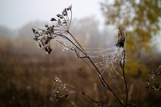 Spider webs with drops on dry autumn plants. Autumn landscape. Autumn, weather, season concept