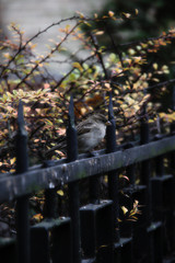 bird sitting on fence