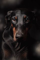 Dobermann Portrait