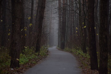 Obraz premium Fog in forest