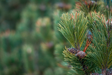 Closeup photo of green needle pine tree on the right side of picture. Small pine cones at the end of branches. Blurred pine needles in background