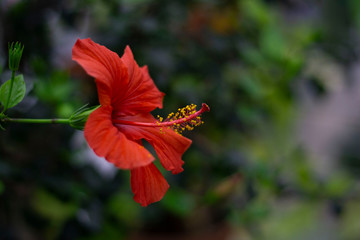 Close up of red hibiscus flower. Soft focus and blurred dark green background
