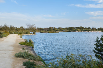 La Camargue wetlands lake with flamingos famous bird watching spot