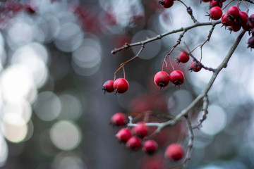 Fototapeta na wymiar Red berry close-up. Soft focus, bokeh and blur. Autumn forest capture