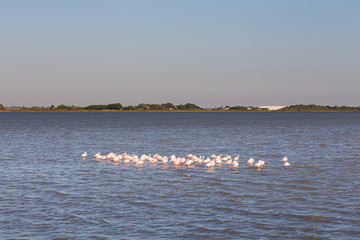 Many pink flamingos on a big water lake in La Camargue