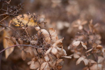 Close up of dry brown hydragena (hortensia) flower petals. Soft and selective focus with blurred background