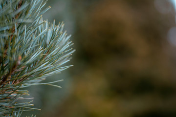 Fototapeta na wymiar Closeup photo of green needle pine tree on the left side of picture. Blurred background