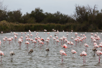 Many pink flamingos resting on a lake pond