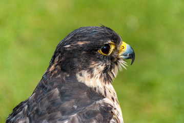 Abgerichteter Falke , Rittersppiele in Wales / Great Britain