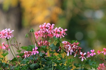 Obraz premium Pink pelargonium flowers on the background of autumn Park