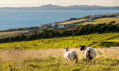 Schafe an er Koste von Broad Haven inWales - Great Britain