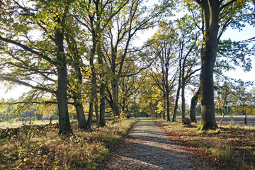 Lüneburger Heide Allee unter Bäumen im Herbst