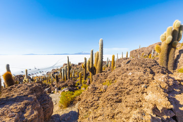 Bolivia Uyuni rocks and cactus on Incahuasi island at sunset