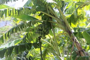 Green banana fruits of a bush