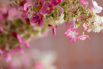 Fototapeta na wymiar Pink hydrangea blossom