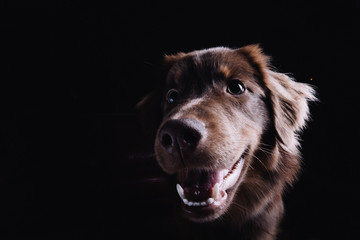 Brauner Hund vor schwarzem Hintergrund