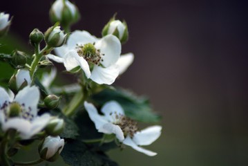 Blackberry blossom