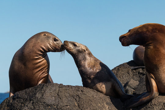 Steller's Sea Lions On A Rock