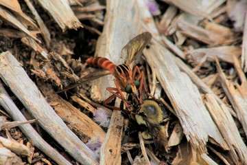 Rober fly Killing a Bumble Bee for food ei wood chips in Kansas.