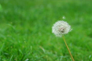 dandelion on green background of grass