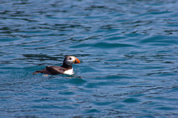 Puffin (Fratercula arctica) swimming on water surface in South Wales.