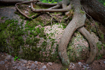 Fototapeta na wymiar Tree roots with green grass