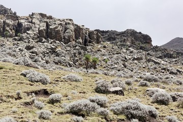 Fototapeta na wymiar Alpine landscape at the Simien Mountain national park in Ethiopia.